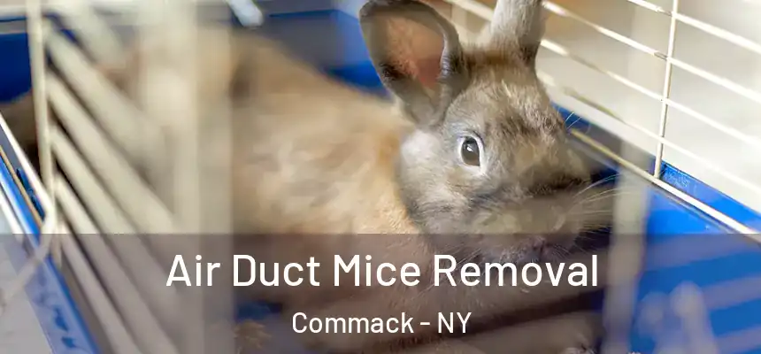 Air Duct Mice Removal Commack - NY